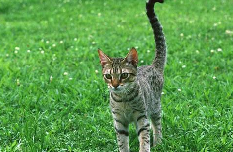 我国最多的猫科野生动物，即便每年被捕20万只，仍然数量可怕 