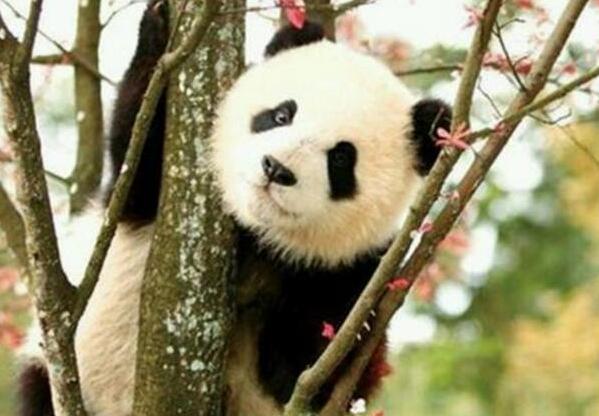 熊猫宝宝挑战爬树,呆萌样子萌翻众人,网友:这熊猫是成精了吧 熊猫宝宝挑战爬树,呆萌样子萌翻众人,网友:这熊猫是成精了吧