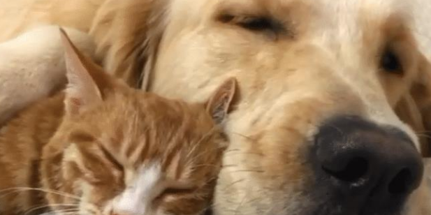 金毛救了橘猫，一年后竟得帮她照顾5只宝宝，狗子：世事难预料 