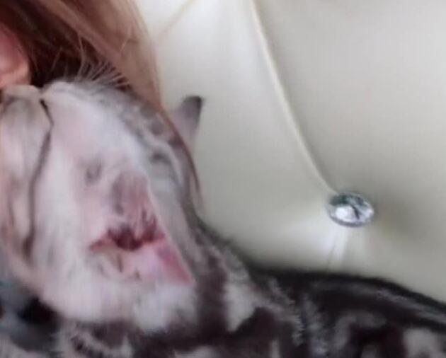 小猫依偎着抖音姐姐，点大图片看，网友：过得还不如猫