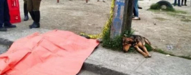 狗狗看着汽车撞死主人，它脸上的表情让人不敢多瞧！