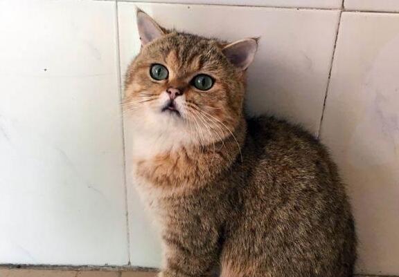 猫咪自制“猫爪面包”,傲娇炫耀:能放更多酱,还不快谢主隆恩 猫咪自制“猫爪面包”,傲娇炫耀:能放更多酱,还不快谢主隆恩