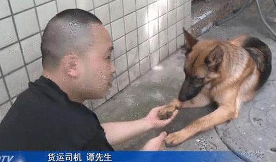 狗来财!重庆货车司机被大狼狗赖上,走哪跟哪甩都甩不掉,寻主人 狗来财!重庆货车司机被大狼狗赖上,走哪跟哪甩都甩不掉,寻主人