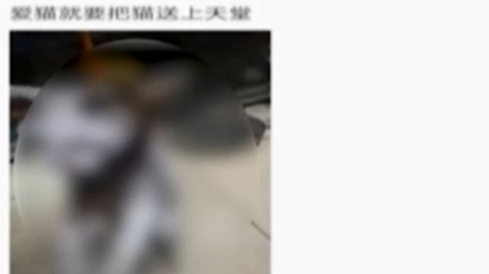 男子网上发虐猫视频，猫咪全身被烧着宛如火球