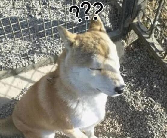 胖柴犬为了不跟主人跑步减肥, 竟然装瘸, 这演技我给满分, 太心机 胖柴犬为了不跟主人跑步减肥, 竟然装瘸, 这演技我给满分, 太心机