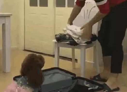 泰迪不愿和主人分开，悄悄钻进行李箱，怎么哄都不出来