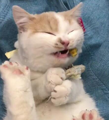 主人不允许宝宝吃果冻，猫咪“神助攻”：“垃圾食品”通通扔掉！
