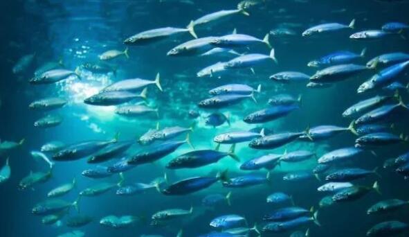 鲱鱼放屁致两国对立？牛顿的狗差点让物理学倒退？盘点6个动物导致的误会