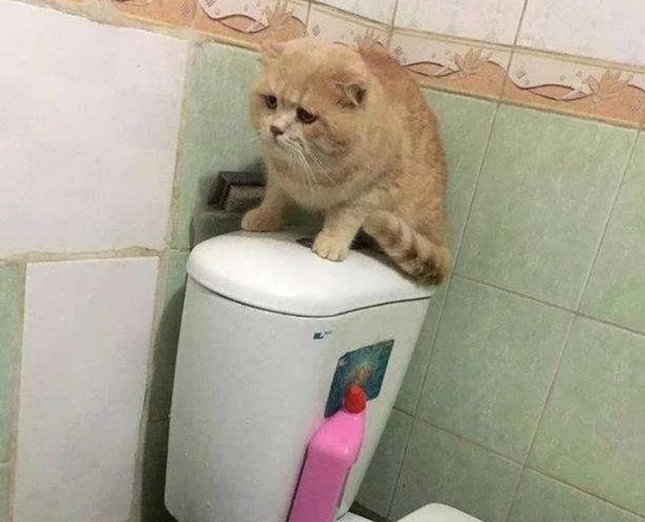家乡遇到大水,主人把猫咪放盆里帮它逃生 家乡遇到大水,主人把猫咪放盆里帮它逃生