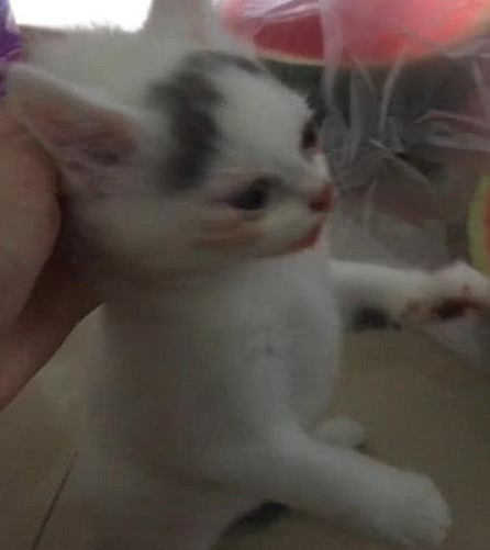 猫偷吃西瓜被发现，男子将猫拎起来时，忍不住笑喷