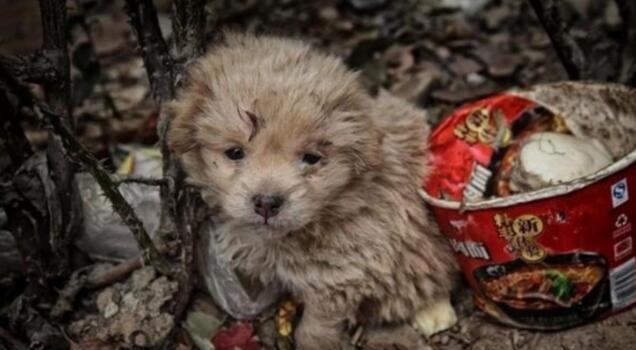 中华田园犬躲在垃圾堆里,畏畏缩缩十分害怕 中华田园犬躲在垃圾堆里,畏畏缩缩十分害怕