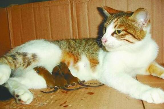 现实版的猫和老鼠，这怕是“猫界耻辱”吧，竟被老鼠吓得满屋子乱窜