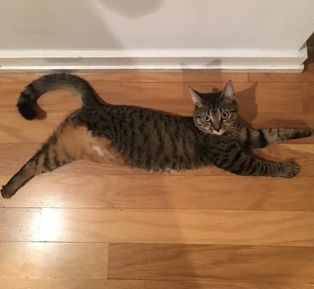 史上最勇敢的猫咪, 无惧死神, 为求生扯断腿, 看完泪目!