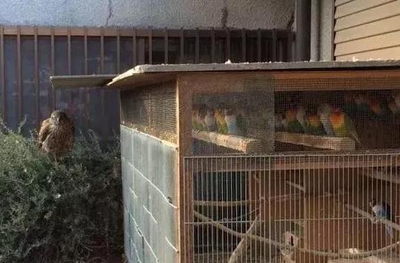 平时乱叫的鹦鹉霎时间变得安静了?原来有猛鹰来访 平时乱叫的鹦鹉霎时间变得安静了?原来有猛鹰来访