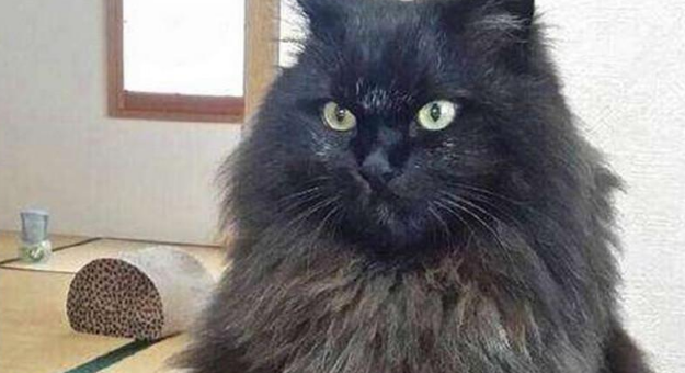 6000元买的猫咪,本来走的是霸道总裁路线,现在白送都没人要