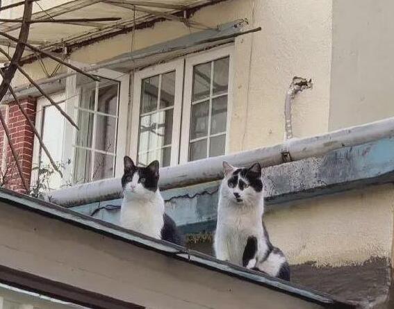漂亮的猫大同小异,“特色”的猫万里挑一,丑猫也有人爱! 漂亮的猫大同小异,“特色”的猫万里挑一,丑猫也有人爱!