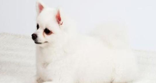 宠物狗狗也有分血型？小心不懂爱犬血型会害死它！ 