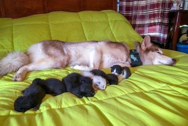 七只小奶猫被遗弃在郊外等死, 佛系哈士奇将猫咪叼回家当起了妈妈 
