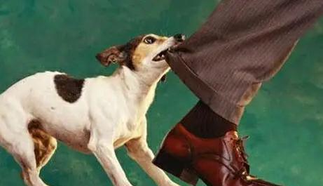 女子遛狗，反威胁路人？结局太爽！已被处行政拘留！