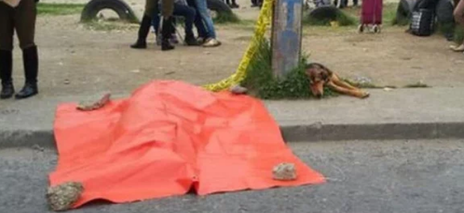 狗狗看着汽车撞死主人,它脸上的表情让人不敢多瞧! 狗狗看着汽车撞死主人,它脸上的表情让人不敢多瞧!