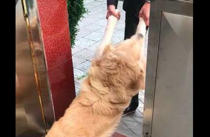 金毛闯进正在煮骨头汤的邻居家, 怎么拉都不愿走, 真是赖皮狗啊!
