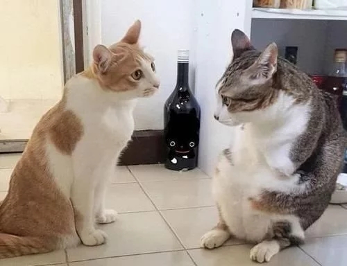 流浪猫意外触电失去前腿，好心人送到医院却无人收养，直到遇到她
