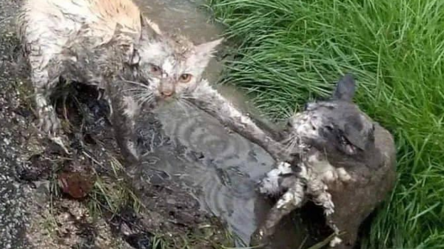 到处找不到猫咪,再次见到时却不想要了:确定养是的猫?