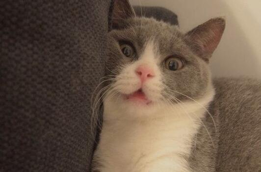 猫咪中毒身亡，铲屎官难以接受，带猫去解剖，得知真相后直抽自己