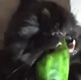 黑猫抱着黄瓜啃不停，网友笑喷：你这只是假猫，真猫怕黄瓜