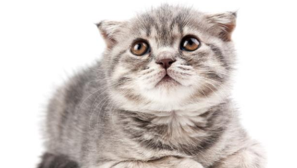 宠物猫咪生病了你知道吗？有些征兆千万不可轻忽！ 