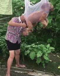 小泰迪剪毛不听话，妈妈想出了妙招