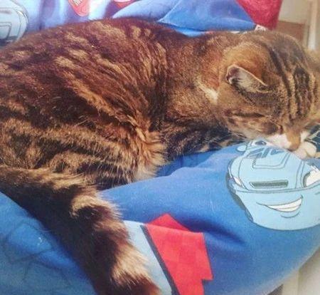 失踪13年爱猫戏剧般找回, 却在回家3天就离世, 主人泪崩说…… 失踪13年爱猫戏剧般找回, 却在回家3天就离世, 主人泪崩说……