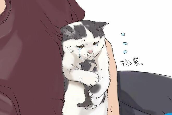 猫咪产下独子,主人假装将幼崽送人,低头一看却下不去手 猫咪产下独子,主人假装将幼崽送人,低头一看却下不去手