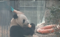 熊猫坐笼边吃苹果，奶爸悄悄伸出手，游客：做了让我们羡慕的事
