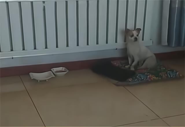 3只灰狼现身黑龙江，没找到猎物就围攻小狗，被石头砸中也不松口