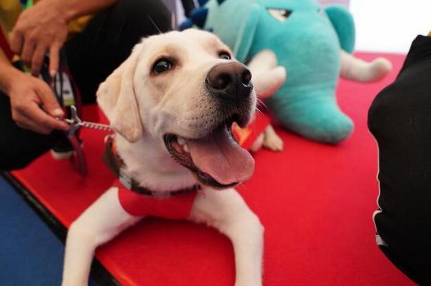 一只导盲犬成本高达22万,还需要保姆伺候:是谁把它们吹成神犬? 一只导盲犬成本高达22万,还需要保姆伺候:是谁把它们吹成神犬?