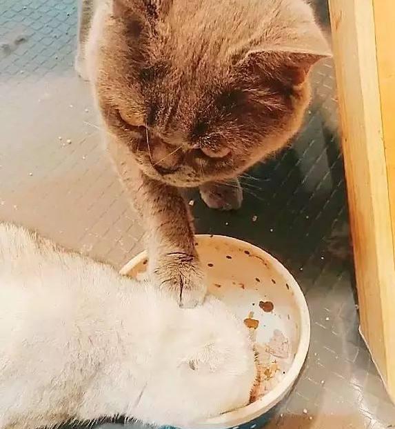 蓝猫你又淘气了! 白猫不就抢你一点吃的你就做出这种事! 