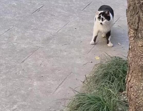 漂亮的猫大同小异,“特色”的猫万里挑一,丑猫也有人爱! 漂亮的猫大同小异,“特色”的猫万里挑一,丑猫也有人爱!