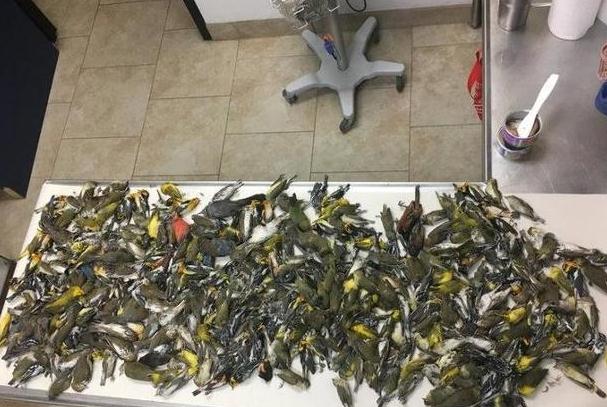 1500只鸟儿撞楼死亡后,费城的天际线变暗了 1500只鸟儿撞楼死亡后,费城的天际线变暗了