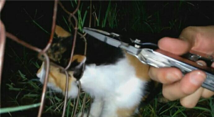 猫咪被铁网卡住头部 表情痛苦 好心人发现后帮其解围 