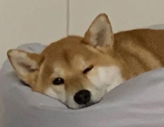 给你三个养柴犬的理由！别犹豫了，真香！