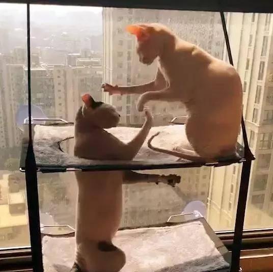 两口子猫咪睡上下铺, 因为吵架母猫不让上去, 硬上的公猫结局悲惨 两口子猫咪睡上下铺, 因为吵架母猫不让上去, 硬上的公猫结局悲惨