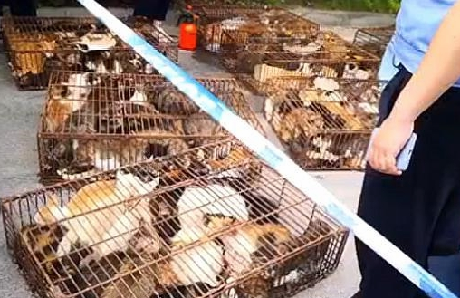 十几个铁笼子里装了700多只猫,警方:初步得知是运往外地当食材 十几个铁笼子里装了700多只猫,警方:初步得知是运往外地当食材