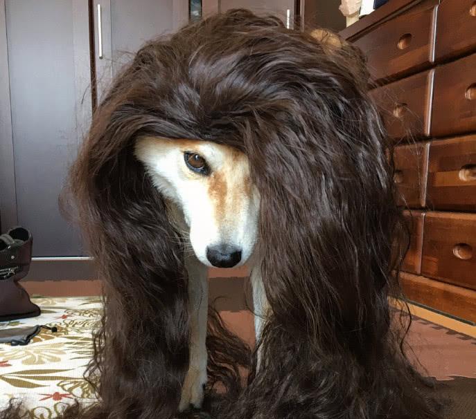 铲屎官买来假发给自家柴犬打扮了一番, 这造型太美, 柴犬都看懵了 铲屎官买来假发给自家柴犬打扮了一番, 这造型太美, 柴犬都看懵了