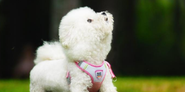 宠物狗狗也有分血型?小心不懂爱犬血型会害死它!