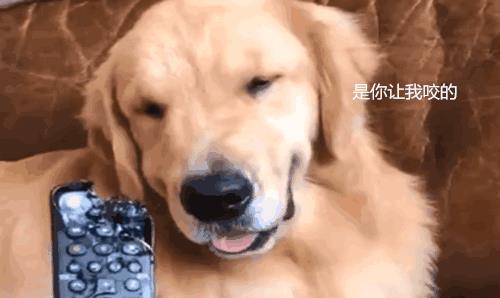 金毛做错事遭主人训斥, 眼看证据确凿, 干脆主动还原犯罪过程 金毛做错事遭主人训斥, 眼看证据确凿, 干脆主动还原犯罪过程