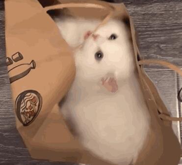 最漂亮的星辰海洋，就在猫咪眼睛里面，简直美哭了