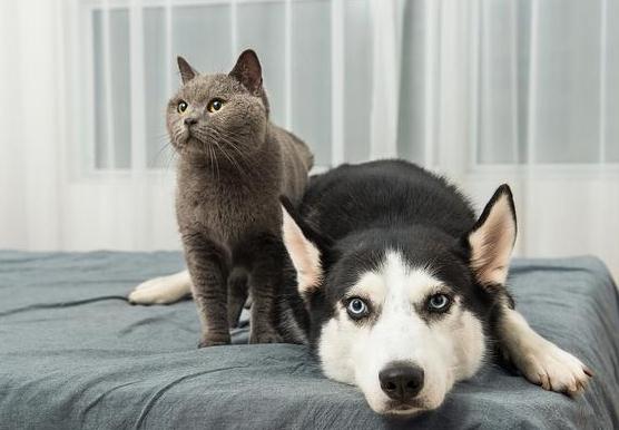 单身一个人，养狗还是养猫呢？