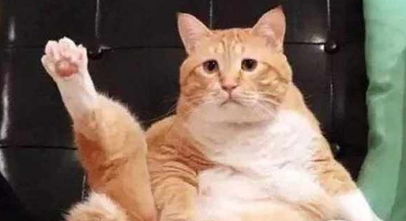 女子捡回一只小猫,带回家养了2个月后,闺蜜:确定真是小奶猫? 女子捡回一只小猫,带回家养了2个月后,闺蜜:确定真是小奶猫?