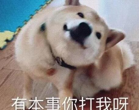 胖柴犬为了不跟主人跑步减肥, 竟然装瘸, 这演技我给满分, 太心机 胖柴犬为了不跟主人跑步减肥, 竟然装瘸, 这演技我给满分, 太心机